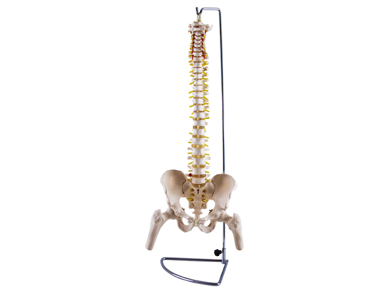 Colonna vertebrale con bacino e testa del femore