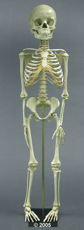 Child skeleton model