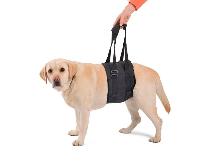 Ligadura Ortocanis para Cães