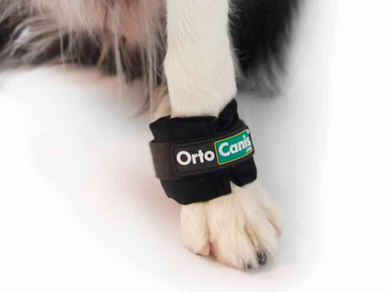 Pesos Ortocanis para Fortalecimento Muscular em Cães
