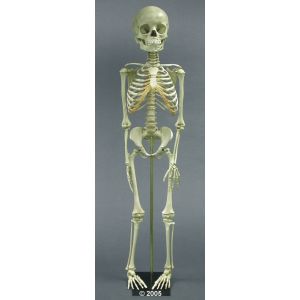 Child skeleton model