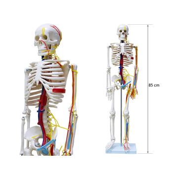 Schelet de 85 cm cu nervi si vase sanguine