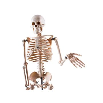 Mini schelet uman de sex masculin 85 cm