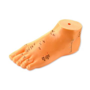 Accupuntuur oefenmodel voet